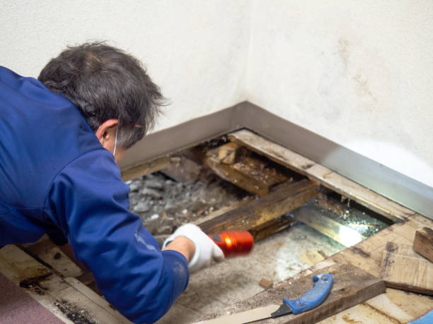 Best Residential Mold Removal  in Huntgburg, IN