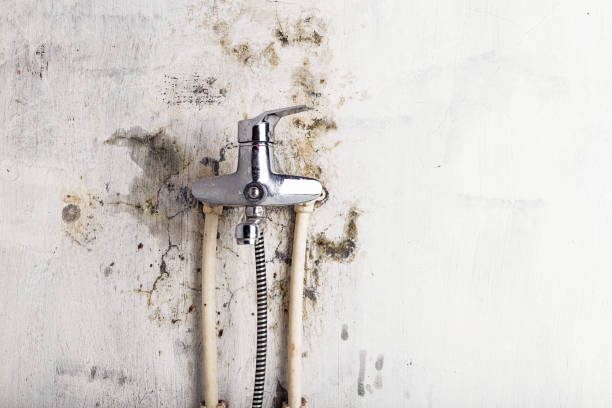 Best Emergency Mold Removal  in Huntgburg, IN