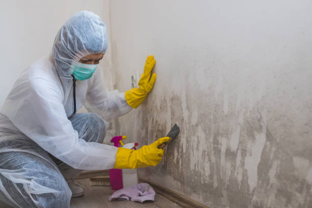 Best Office Mold Removal Services  in Huntgburg, IN