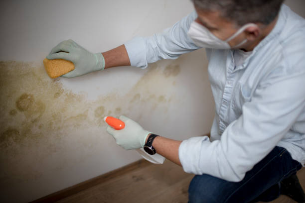 Best Mold Testing  in Huntgburg, IN