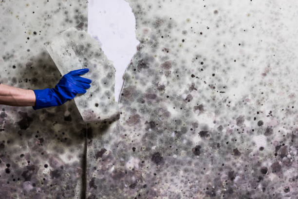 Certified Mold Removal in Huntingburg, IN