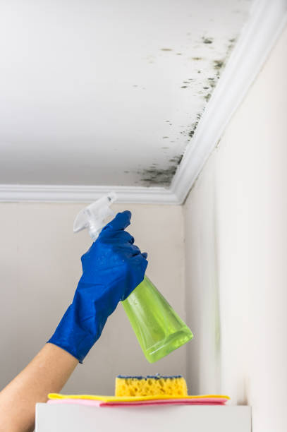 Best Mold Cleaning Services  in Huntgburg, IN