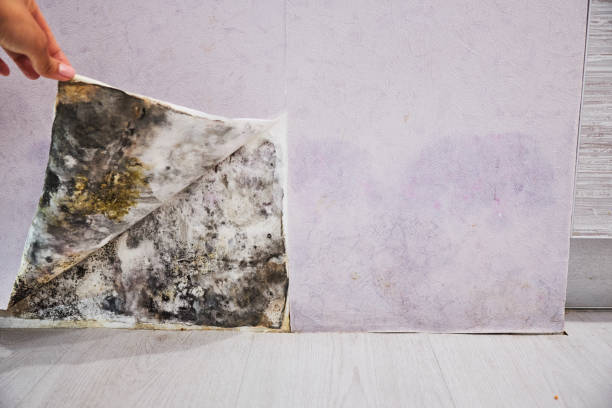 Best Toxic Mold Removal  in Huntgburg, IN